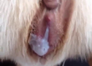 Zoo sex looks great with POV fucking, hot gape
